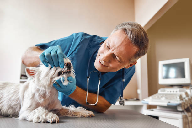 Best Emergency Dental Surgery in South Corning, NY